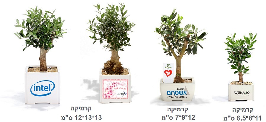 עץ זית בונסאי - 3 גדלים לבחירה